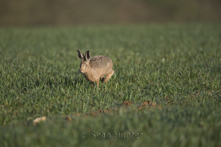 European brown hare