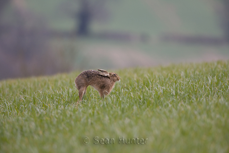 European brown hare stretching