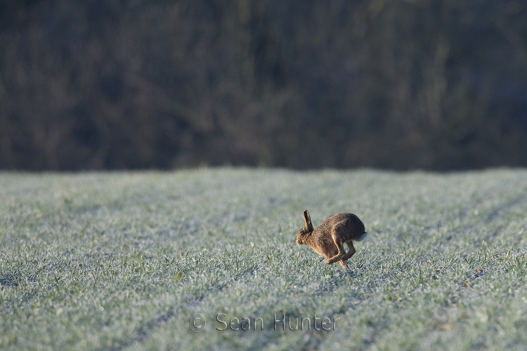 European brown hare