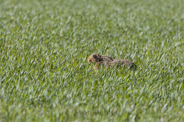 European brown hare lays low in field of winter wheat