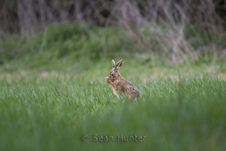 European brown hare grooming