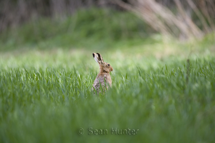 European brown hare