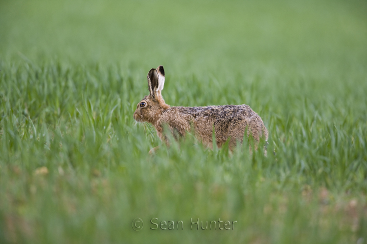 European brown hare