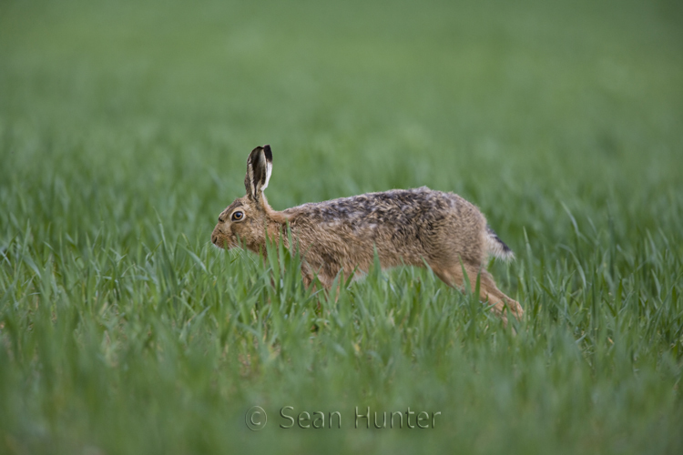 European brown hare stretching