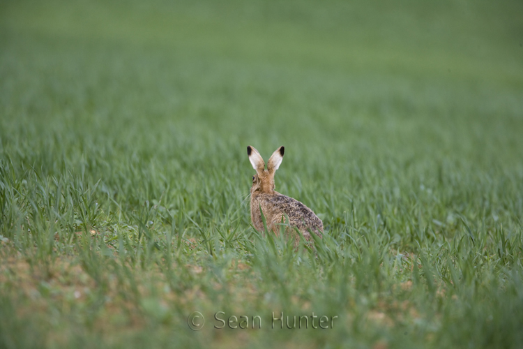 European brown hare