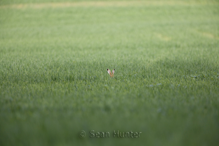 European brown hare