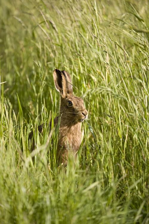 European brown hare eating barley