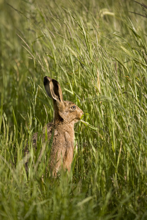 European brown hare eating barley
