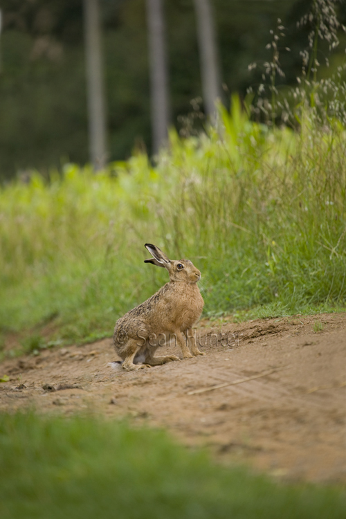 European brown hare