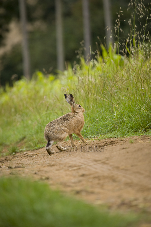 European brown hare