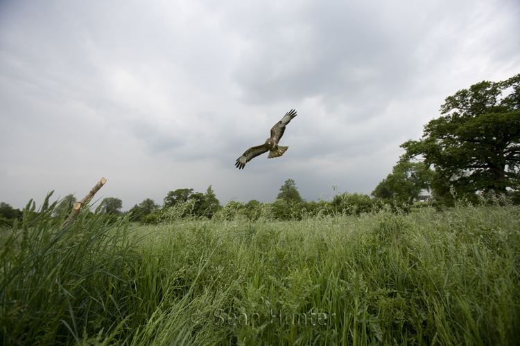 Buzzard in flight