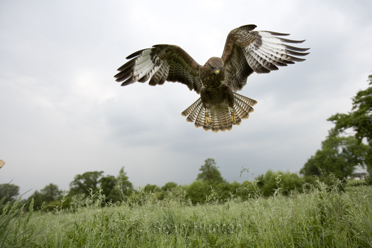 Buzzard in flight