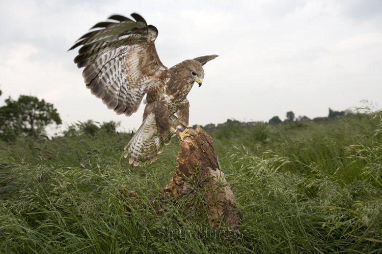 Buzzard landing on tree stump