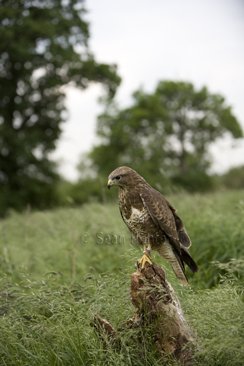 Buzzard