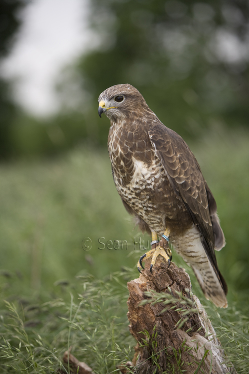 Buzzard