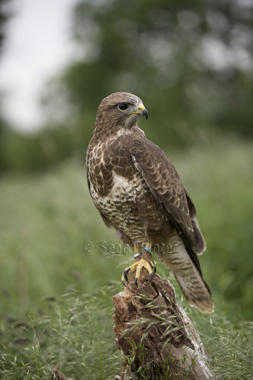 Buzzard