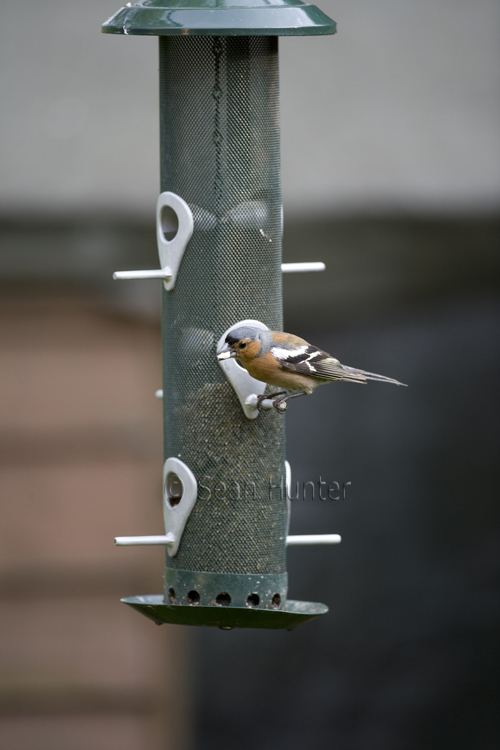 Male chaffinch on garden feeder