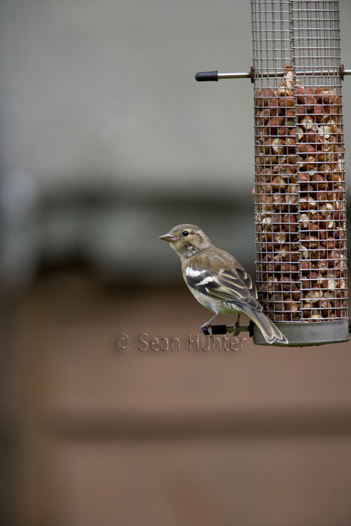 Female chaffinch on garden feeder