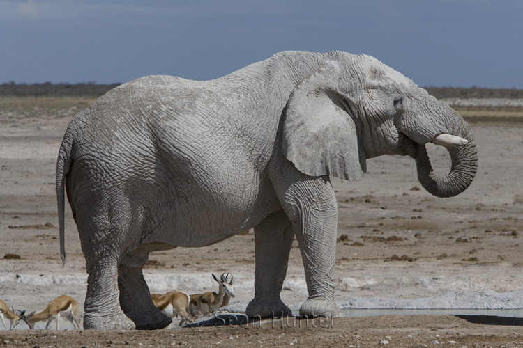 African Elephant drinking at waterhole, Namibia