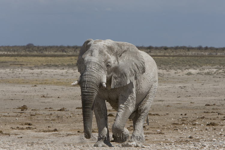 African elephant walking towards waterhole, Etosha