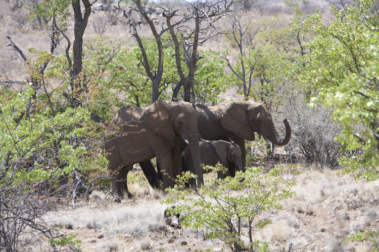 African Elephants with young, Namibia