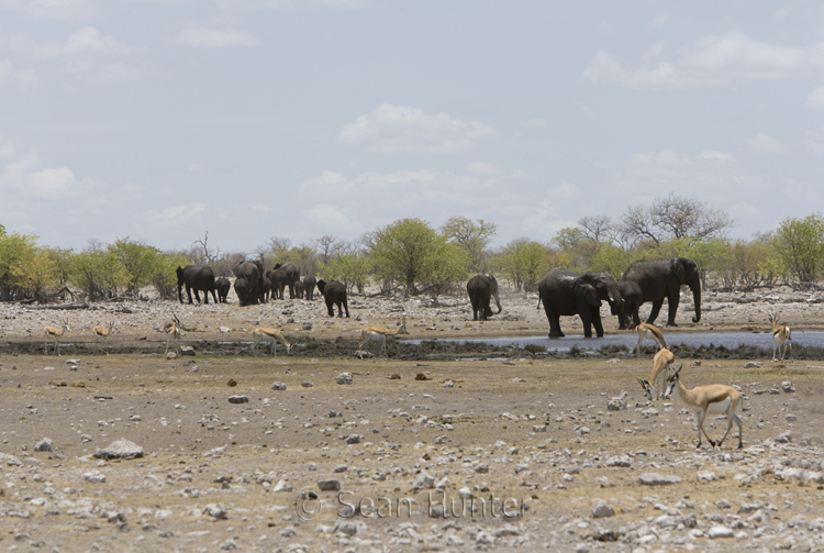 Burchell's zebra near waterhole