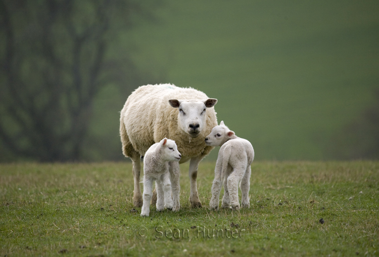 Ewe with lambs