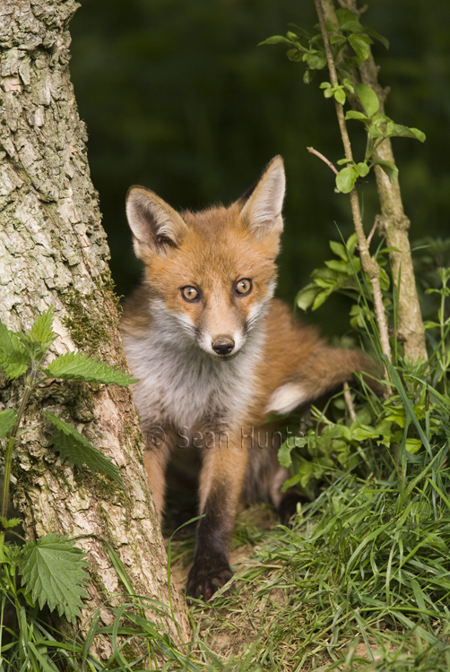 European red fox cub under a hedgerow near den