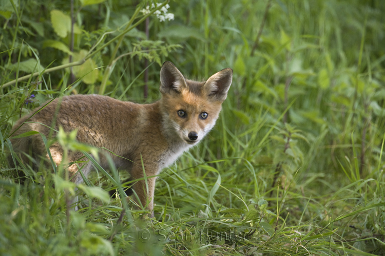 European red fox cub at the edge of a farmers field