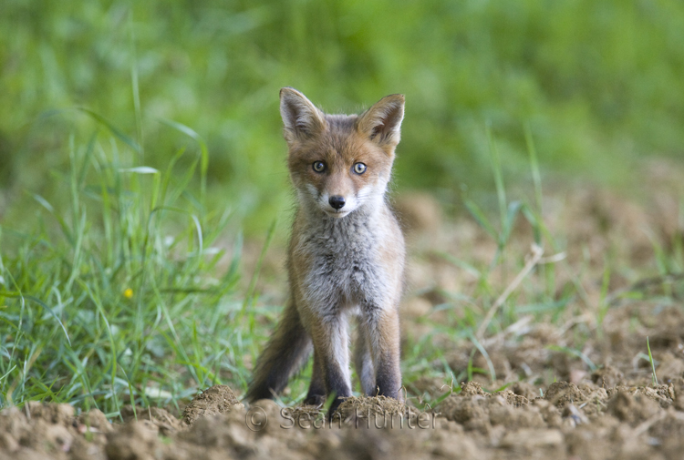 European red fox cub at the edge of a farmers field