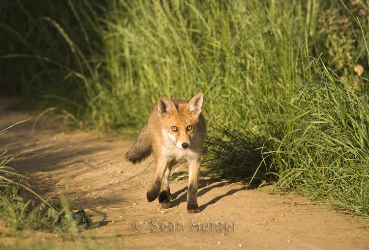 Young European red fox trotting along a farm track