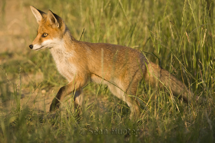 Young European red fox at the edge of a farm track