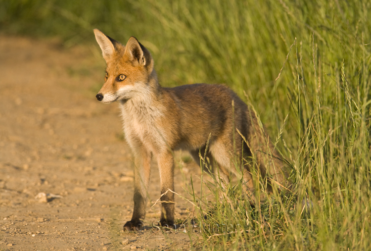 Young European red fox at the edge of a farm track