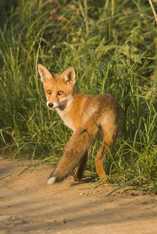 Young European red fox at the edge of a farm track