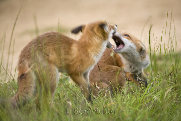 Young European red foxes fight over food