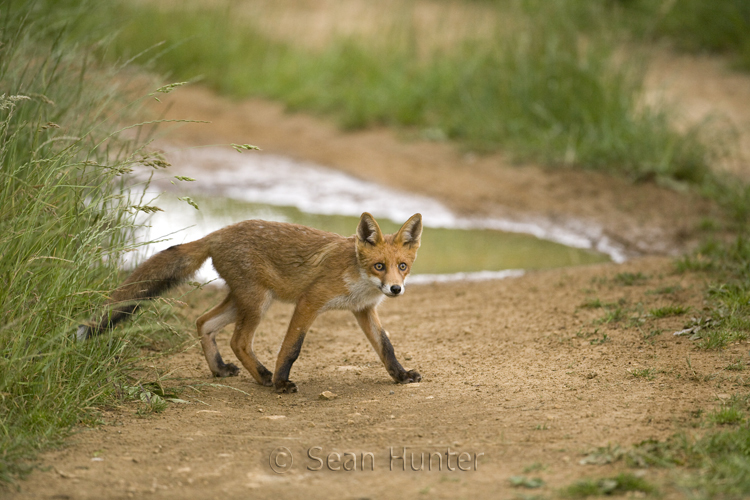 Young European red fox crossing a farm track after heavy rain