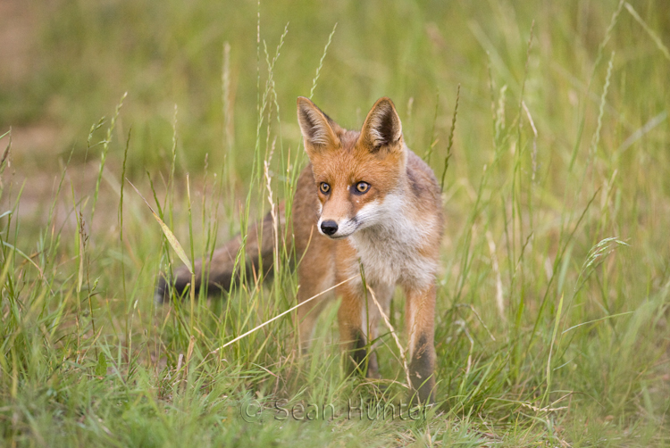 Young European red fox at the edge of a farm track