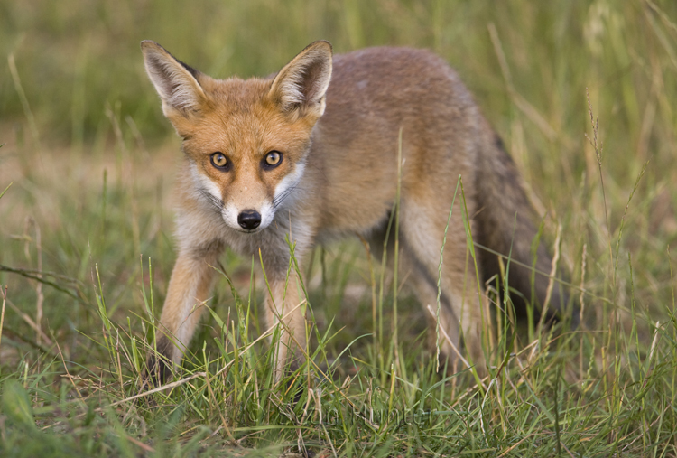 Young European red fox in the long grass