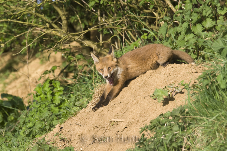 European red fox cub relaxing at entrance to den