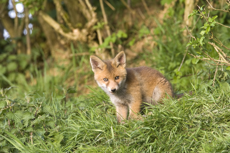 European red fox cub under a hedgerow near den