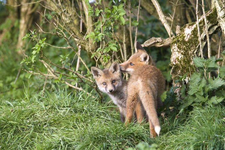 European red fox cubs under a hedgerow near den