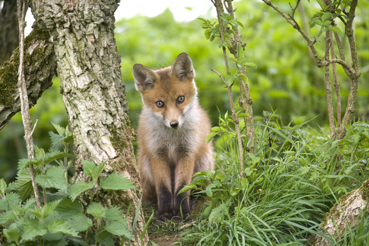 European red fox cub under a hedgerow near den