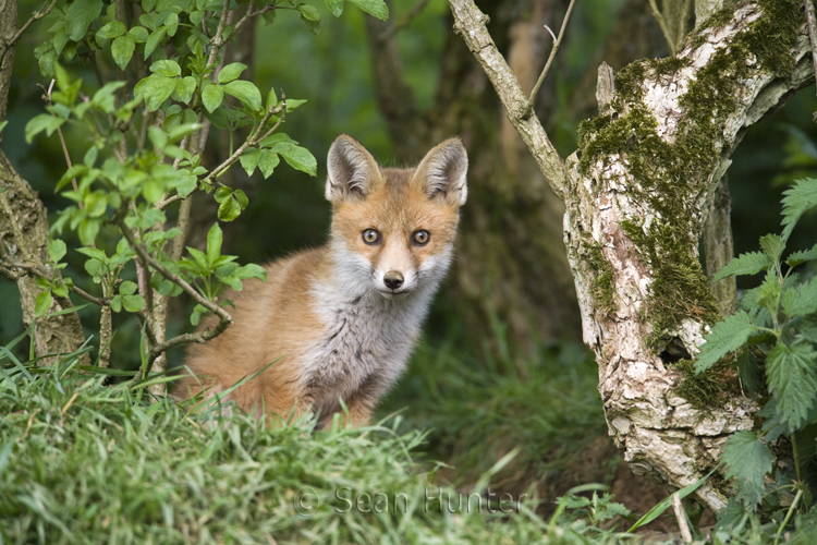 European red fox cub under a hedgerow near den