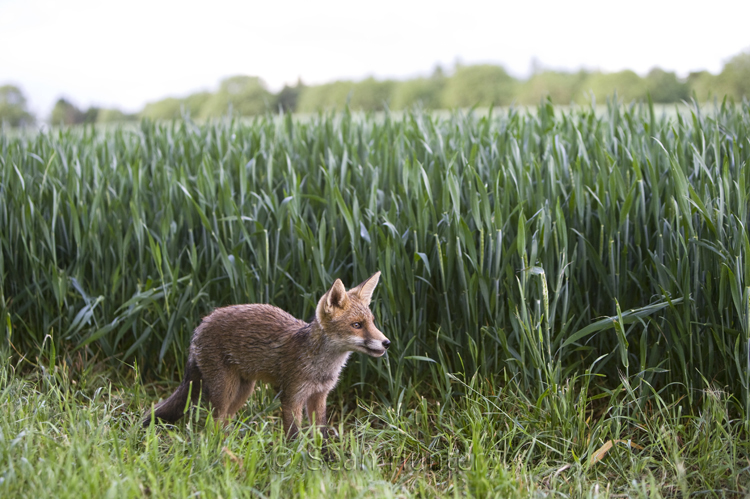 Young European red fox at the edge of a field of wheat