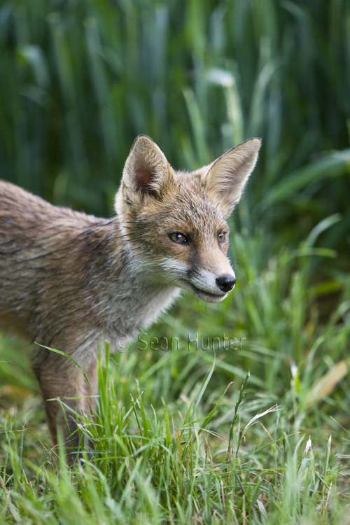 Young European red fox at the edge of a field of wheat