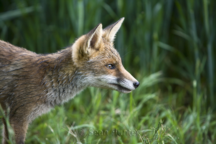 Young European red fox at the edge of a field of wheat