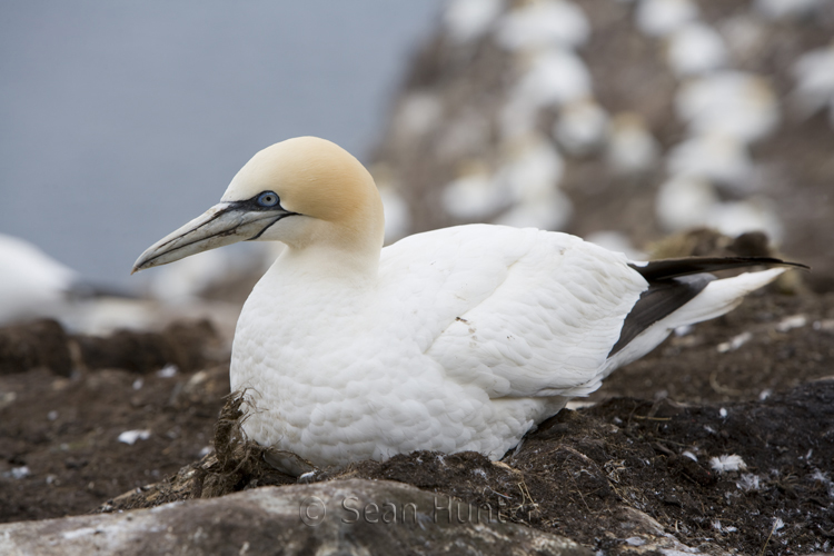 Gannet on nest on the Bass Rock