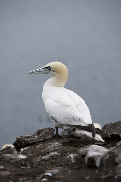Gannet on the Bass Rock
