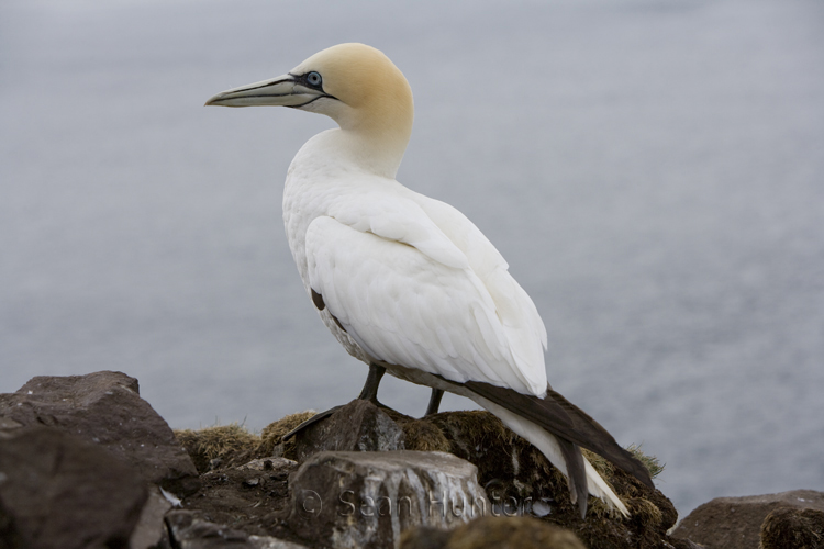 Gannet on the Bass Rock