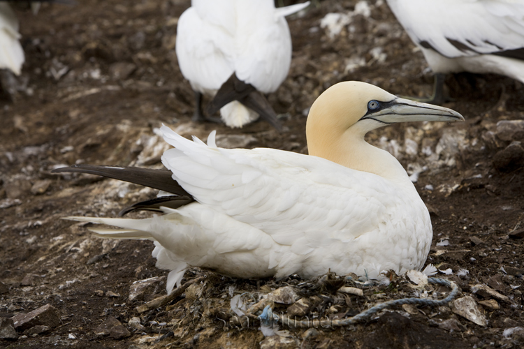 Gannet on nest on the Bass Rock